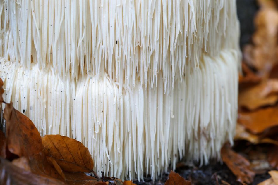 Ericenone und Erinacine: Die Vorteile von Hericium erinaceus Pilzen